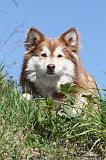 CHIEN FINNOIS DE LAPONIE 031
